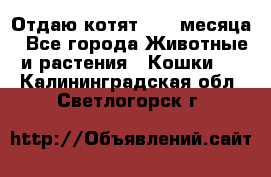 Отдаю котят. 1,5 месяца - Все города Животные и растения » Кошки   . Калининградская обл.,Светлогорск г.